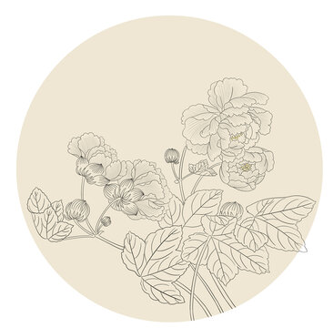 芙蓉花線稿