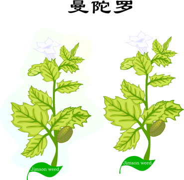 手繪曼陀羅植物