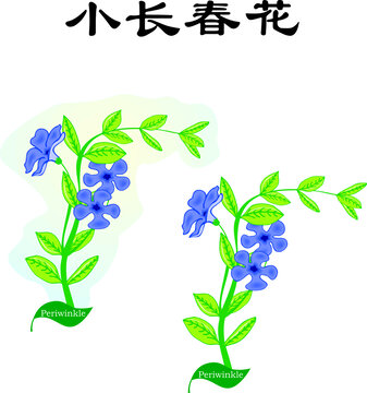 手繪花卉