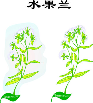 手繪花草植物野花
