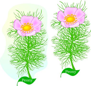 手繪花朵野花花草
