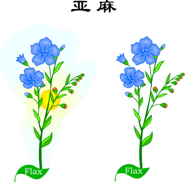 手繪花草植物野草