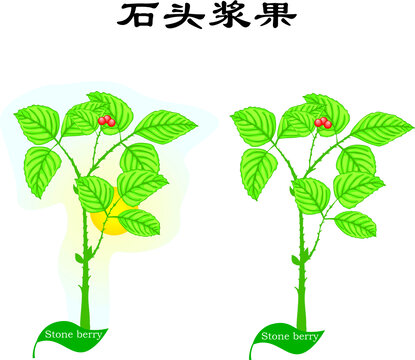 手繪植物花草野花