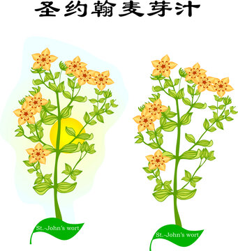 手繪植物野花花草