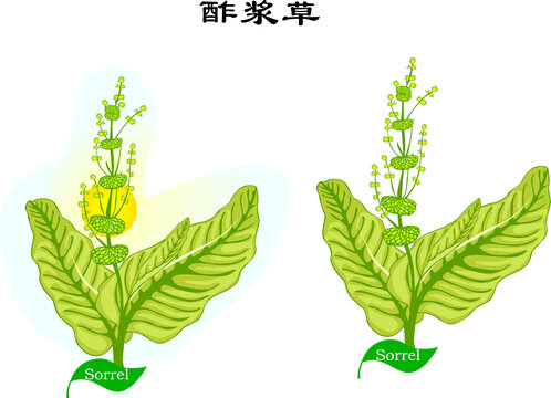 手繪植物花草野花