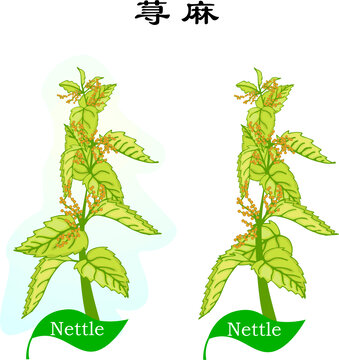 手繪花草野花植物