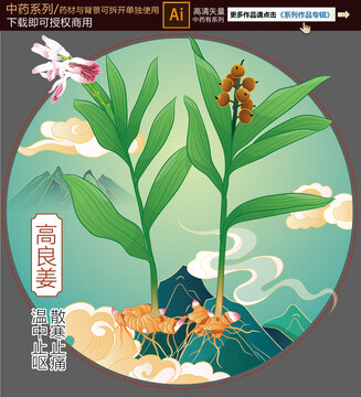 高良姜