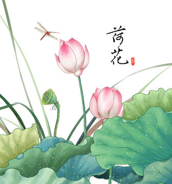 荷花插畫
