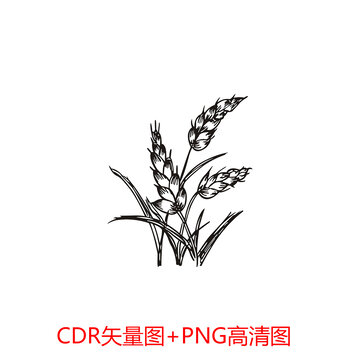 麥穗