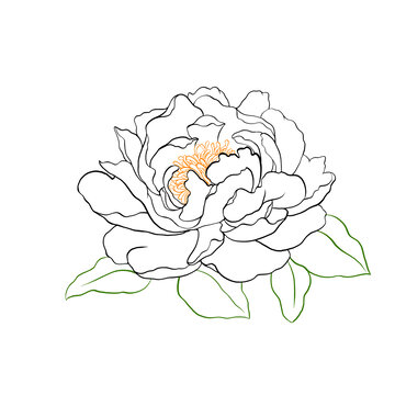 牡丹