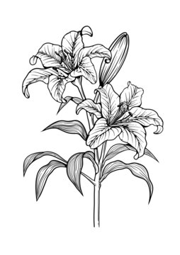 百合花