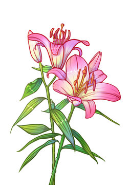 百合花