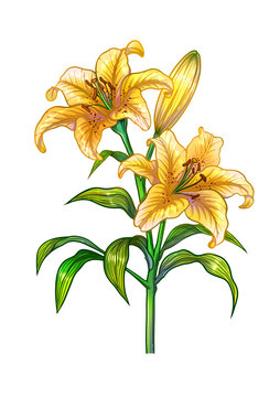 百合花