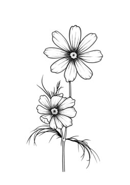 波斯菊