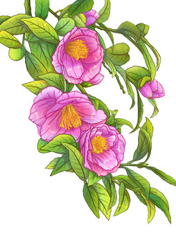 山茶花