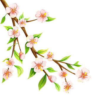 桃花