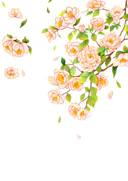 花卉