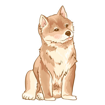 柴犬