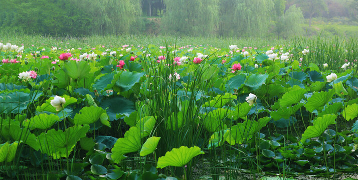荷花