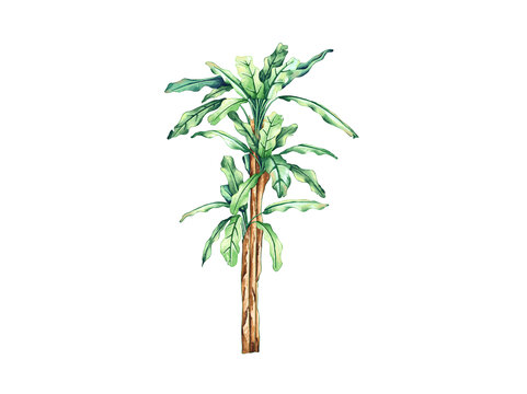 芭蕉樹