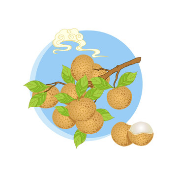 桂圓矢量插畫(huà)