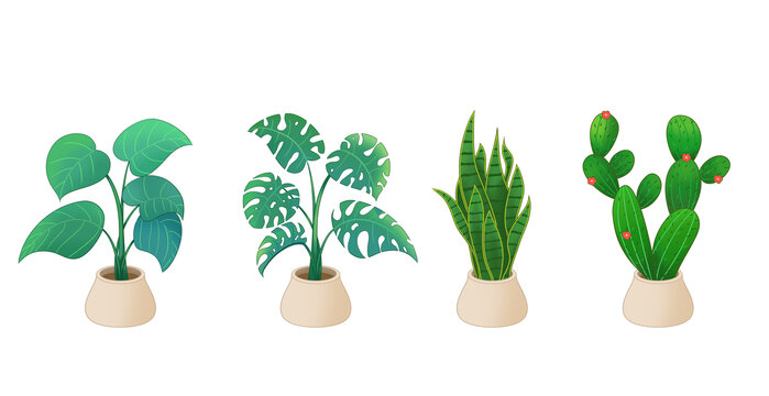 盆栽植物手繪插畫