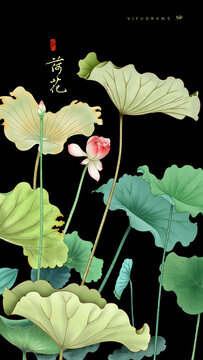 荷花插畫