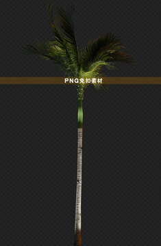 芭蕉樹椰樹png