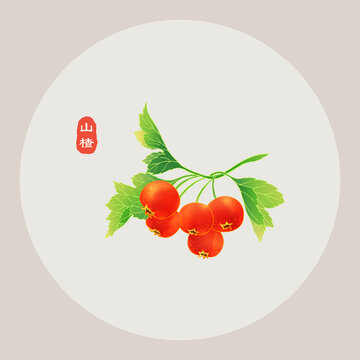 山楂