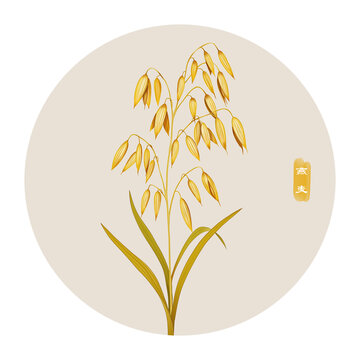 燕麥