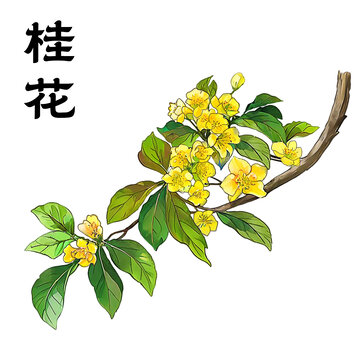 桂花手繪包裝素材
