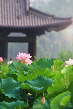 古建筑荷花