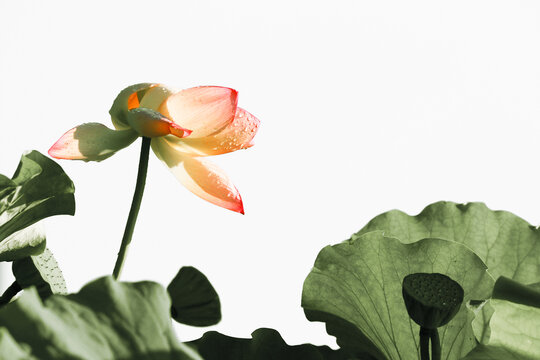 荷花