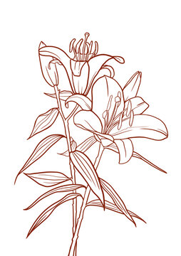 百合花線稿