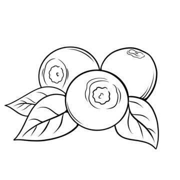 藍(lán)莓