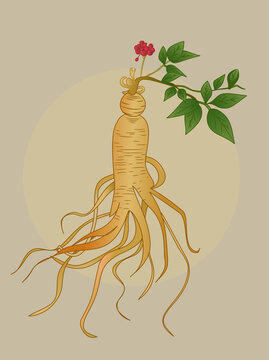 手繪中草藥植物人參插畫