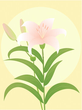 手繪花卉百合花裝飾畫