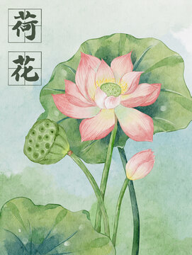 荷花