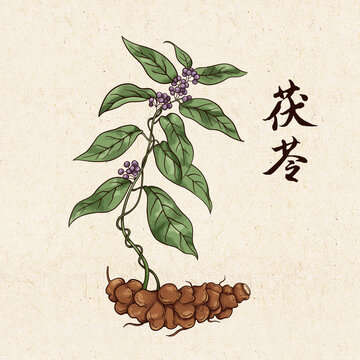 茯苓插畫