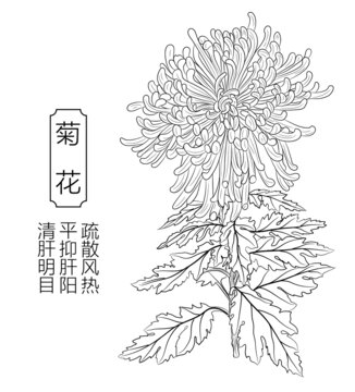 菊花線稿