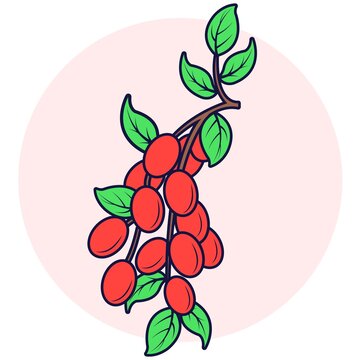 紅棗