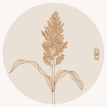 高粱
