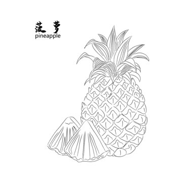 菠蘿線稿
