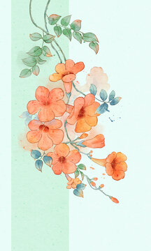 凌霄花
