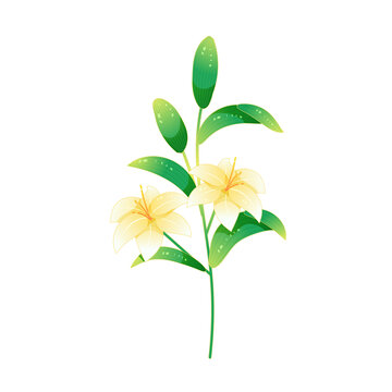 矢量手繪花朵百合花