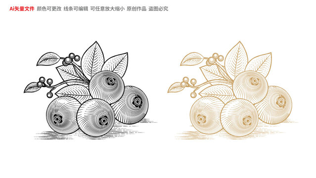 蔓越莓線稿
