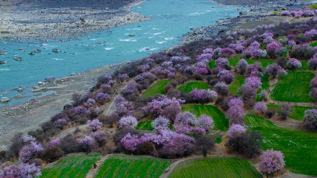 林芝大峽谷桃花