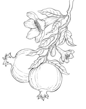 石榴線稿插畫