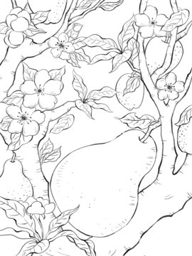 梨線稿手繪插畫