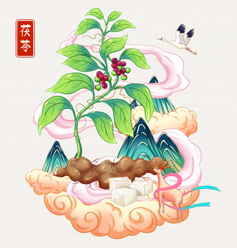 茯苓草藥插畫